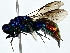  ( - BIOUG79403-B11)  @11 [ ] CreativeCommons - Attribution (2022) CBG Photography Group Centre for Biodiversity Genomics