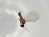  (Campylomyza cingulata - BIOUG77262-A07)  @11 [ ] CreativeCommons - Attribution (2022) Centre for Biodiversity Genomics Centre for Biodiversity Genomics