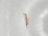  (Drepanothrips - BIOUG77260-H08)  @11 [ ] CreativeCommons - Attribution (2022) Centre for Biodiversity Genomics Centre for Biodiversity Genomics