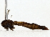  ( - BIOUG79410-H06)  @11 [ ] CreativeCommons - Attribution (2022) CBG Photography Group Centre for Biodiversity Genomics