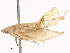  (Platyjassini - CBG-A46955-E10)  @11 [ ] CreativeCommons - Attribution Share - Alike (2024) CBG Photography Group Centre for Biodiversity Genomics