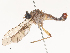  (Stenopomyia - CBG-A48604-D07)  @11 [ ] CreativeCommons - Attribution Share - Alike (2024) CBG Photography Group Centre for Biodiversity Genomics