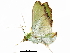  (Parotis laceritalis - BIOUG12314-D06)  @13 [ ] CreativeCommons - Attribution (2017) CBG Photography Group Centre for Biodiversity Genomics