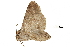  ( - BIOUG12316-B11)  @11 [ ] CreativeCommons - Attribution (2018) CBG Photography Group Centre for Biodiversity Genomics