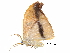  (Callidrepana argenteola - BIOUG12317-F02)  @12 [ ] CreativeCommons - Attribution (2017) CBG Photography Group Centre for Biodiversity Genomics
