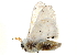  ( - BIOUG12332-H02)  @12 [ ] CreativeCommons - Attribution (2015) CBG Photography Group Centre for Biodiversity Genomics