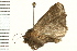  ( - 08BBLEP-01455)  @12 [ ] CreativeCommons - Attribution (2008) Unspecified Centre for Biodiversity Genomics