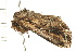  ( - 08BBLEP-01137)  @12 [ ] CreativeCommons - Attribution (2008) Unspecified Centre for Biodiversity Genomics