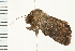  ( - 08BBLEP-01601)  @12 [ ] CreativeCommons - Attribution (2008) Unspecified Centre for Biodiversity Genomics