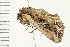  ( - 08BBLEP-01605)  @12 [ ] CreativeCommons - Attribution (2008) Unspecified Centre for Biodiversity Genomics