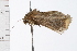  ( - 08BBLEP-05179)  @13 [ ] CreativeCommons - Attribution (2009) Unspecified Centre for Biodiversity Genomics
