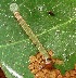  (Cerconota sp - MLL-01652)  @12 [ ] Unspecified (default): All Rights Reserved  Unspecified Unspecified