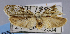  ( - USNM ENT 01374775)  @11 [ ] CreativeCommons - Attribution Share-Alike (2020) Unspecified Smithsonian Institution