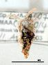  ( - USNM ENT 00267627)  @13 [ ] Unspecified (default): All Rights Reserved  Unspecified Unspecified