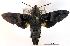  (Macroglossum melas - USNM ENT 00455192)  @15 [ ] Unspecified (default): All Rights Reserved  Unspecified Unspecified