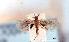  (Lecithocera sp. AAI1271 - USNM ENT 00492609)  @13 [ ] Unspecified (default): All Rights Reserved  Unspecified Unspecified