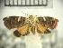  (Polygiton - USNM ENT 00494776)  @14 [ ] Unspecified (default): All Rights Reserved  Unspecified Unspecified