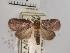 (Nycteola nr. pseudoindica - USNM ENT 00494949)  @14 [ ] Unspecified (default): All Rights Reserved  Unspecified Unspecified