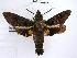  ( - USNM ENT 00503995)  @13 [ ] Unspecified (default): All Rights Reserved  Unspecified Unspecified
