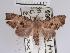  (Mecistoptera sophiewagnerae - USNM ENT 00505135)  @14 [ ] Unspecified (default): All Rights Reserved  Unspecified Unspecified