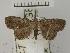  (Polypogon sp. AAI2776 - USNM ENT 00505214)  @14 [ ] Unspecified (default): All Rights Reserved  Unspecified Unspecified