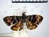  (Choreutis cf. anthorma - USNM ENT 00505506)  @14 [ ] Unspecified (default): All Rights Reserved  Unspecified Unspecified
