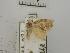  (LymantriinaeGEN sp. AAG9399 - USNM ENT 00506389)  @12 [ ] Unspecified (default): All Rights Reserved  Unspecified Unspecified