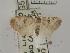  (Roeselia hemizona - USNM ENT 00507929)  @13 [ ] Unspecified (default): All Rights Reserved  Unspecified Unspecified