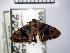 (Choreutis lutescens - USNM ENT 00509839)  @14 [ ] Unspecified (default): All Rights Reserved  Unspecified Unspecified