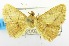  ( - USNM ENT 00733488.1)  @11 [ ] CreativeCommons - Attribution Share-Alike (2017) Unspecified Smithsonian Institution National Museum of Natural History
