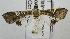 ( - USNM ENT 00733579)  @12 [ ] CreativeCommons - Attribution Share-Alike (2017) Unspecified Smithsonian Institution National Museum of Natural History
