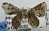  ( - USNM ENT 00733889.1)  @11 [ ] CreativeCommons - Attribution Share-Alike (2017) Unspecified Smithsonian Institution National Museum of Natural History