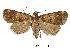  (Hydrillodes fuliginosa - USNM ENT 00733833)  @14 [ ] Unspecified (default): All Rights Reserved  Unspecified Unspecified
