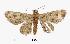  (Gymnoscelis sp. AAL3371 - USNM ENT 00733723)  @14 [ ] Unspecified (default): All Rights Reserved  Unspecified Unspecified