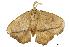  (Acrocerides theorini - USNM ENT 00192193)  @13 [ ] Unspecified (default): All Rights Reserved  Unspecified Unspecified