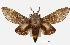  (Gonometa negrottoi - USNM ENT 00196862)  @15 [ ] Unspecified (default): All Rights Reserved  Unspecified Unspecified