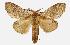  (Syntypistis kebeae - USNM ENT 00733873)  @14 [ ] Unspecified (default): All Rights Reserved  Unspecified Unspecified