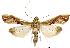  (Agathodes nr. ostentalis - USNM ENT 00733440)  @15 [ ] Unspecified (default): All Rights Reserved  Unspecified Unspecified
