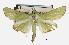  (Parotis brunneomarginalis - USNM ENT 00733623)  @14 [ ] Unspecified (default): All Rights Reserved  Unspecified Unspecified