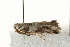  ( - MDOK-0713)  @12 [ ] CreativeCommons - Attribution (2009) Unspecified Centre for Biodiversity Genomics
