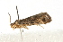  ( - MDOK-0738)  @12 [ ] CreativeCommons - Attribution (2009) Unspecified Centre for Biodiversity Genomics