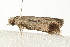  ( - MDOK-0779)  @12 [ ] CreativeCommons - Attribution (2009) Unspecified Centre for Biodiversity Genomics