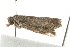  ( - MDOK-0805)  @13 [ ] CreativeCommons - Attribution (2009) Unspecified Centre for Biodiversity Genomics