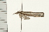  ( - MDOK-0196)  @12 [ ] CreativeCommons - Attribution (2008) Unspecified Centre for Biodiversity Genomics