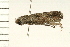  ( - MDOK-0242)  @13 [ ] CreativeCommons - Attribution (2008) Unspecified Centre for Biodiversity Genomics