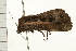  ( - MDOK-0281)  @12 [ ] CreativeCommons - Attribution (2008) Unspecified Centre for Biodiversity Genomics