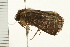  ( - MDOK-0285)  @13 [ ] CreativeCommons - Attribution (2008) Unspecified Centre for Biodiversity Genomics
