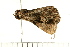  ( - MDOK-0295)  @12 [ ] CreativeCommons - Attribution (2008) Unspecified Centre for Biodiversity Genomics