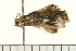 ( - MDOK-0298)  @12 [ ] CreativeCommons - Attribution (2008) Unspecified Centre for Biodiversity Genomics