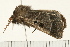  ( - MDOK-0346)  @13 [ ] CreativeCommons - Attribution (2008) Unspecified Centre for Biodiversity Genomics